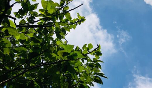 造花の花屋はいつも通り週末オープンしています